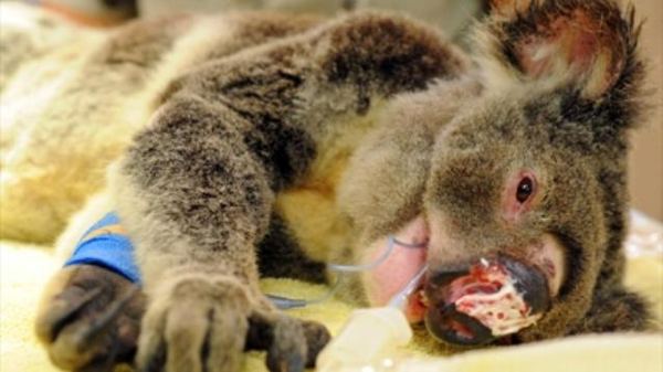 Австралийский коала получил семь пулевых ранений