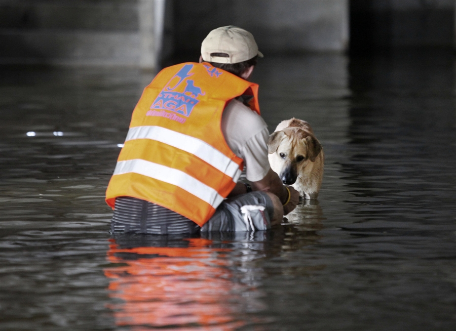 спасение домашних животных от наводнения в Тайланде