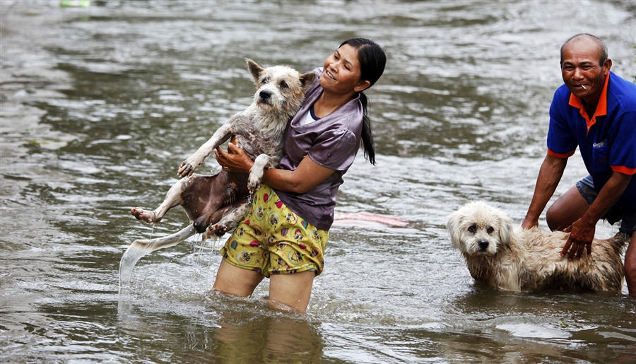 спасение домашних животных от наводнения в Тайланде
