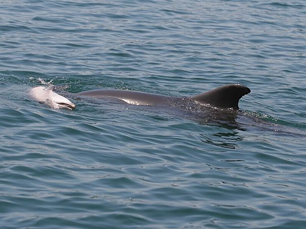 Дельфиниха с мёртвым младенцем (здесь и ниже фото Хуана Гонсальво).