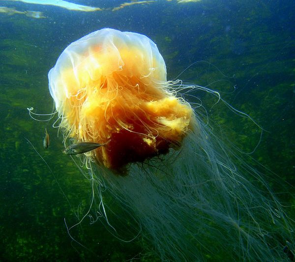 Cyanea capillata, или «Львиная грива», — одна из самых больших медуз, героиня рассказа Конан-Дойля.