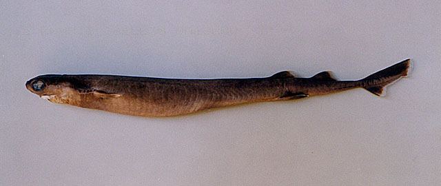 Большезубая сигарная акула (Isistius plutodus)