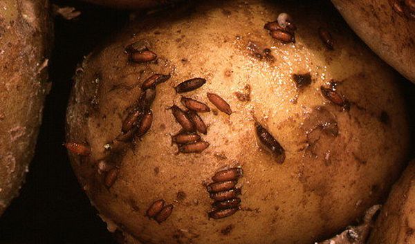 Итог правильного полового поведения: личинки (белые, прозрачные) и куколки (коричневые) дрозофил посреди картофельного изобилия