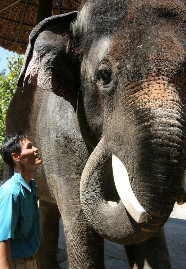 Говорящий слон Косики (Kosik) из южнокорейского зоопарка