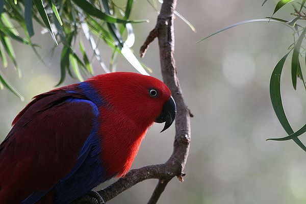 Самка благородного зелёно-красного попугая