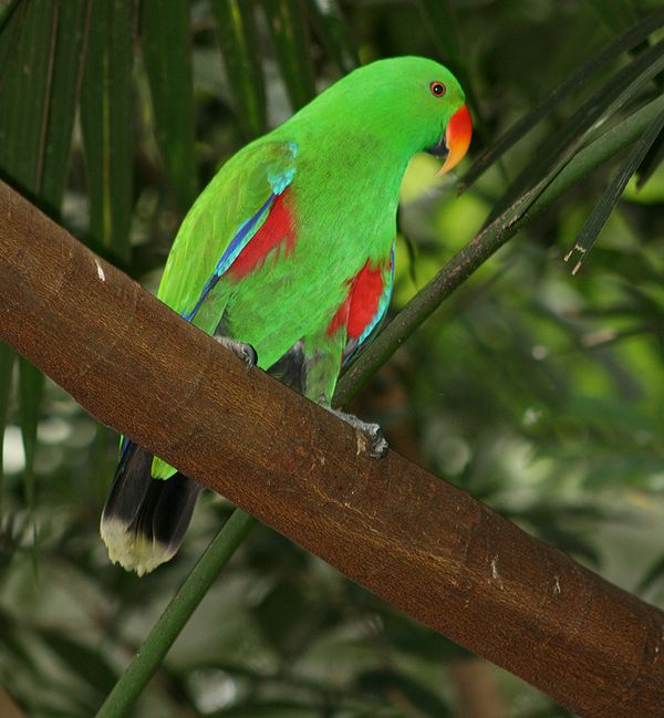 Самец благородного зелёно-красного попугая