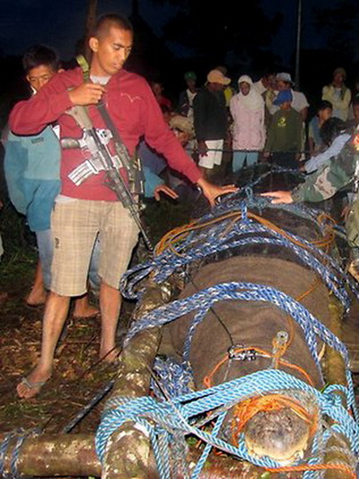 На Филиппинах поймали самого большого гребнистого крокодила