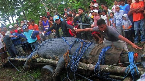 На Филиппинах поймали самого большого гребнистого крокодила