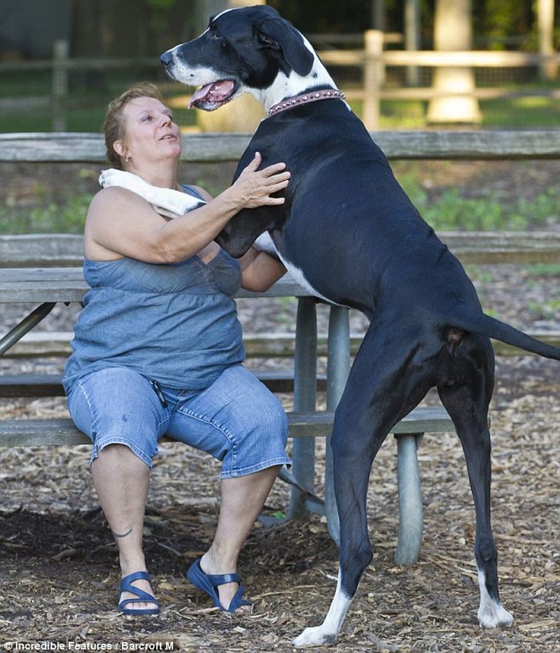 Самой большой собакой в мире стал немецкий дог по кличке Нова