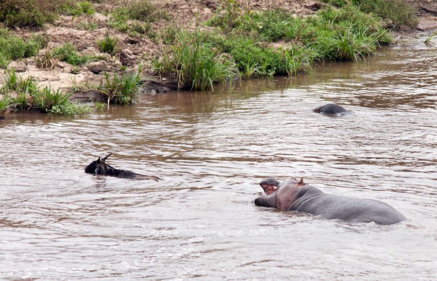Как бегемот спас антилопу из пасти крокодила