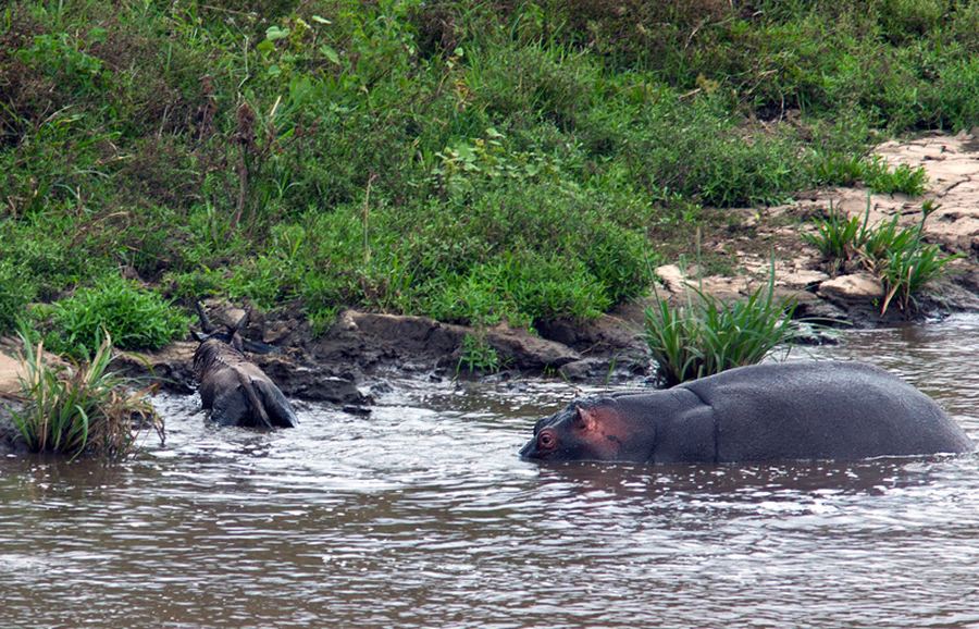 Как бегемот спас антилопу из пасти крокодила