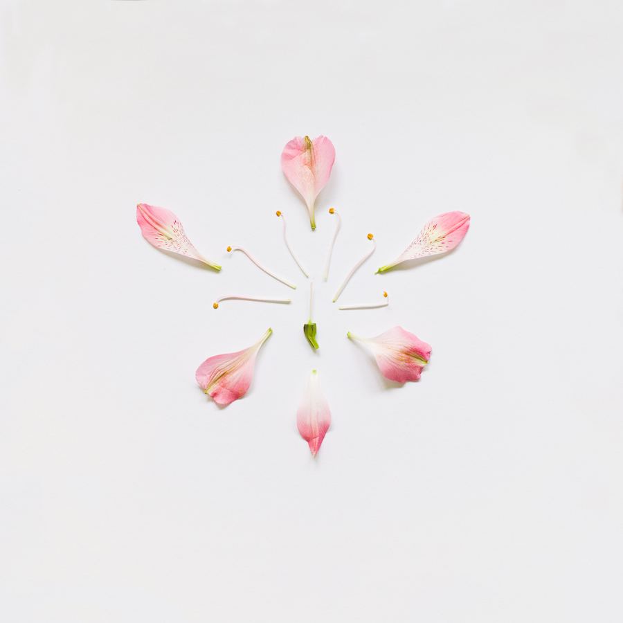 ''Разобранные цветы'' (Exploded Flowers) от фотографа Qi Wei