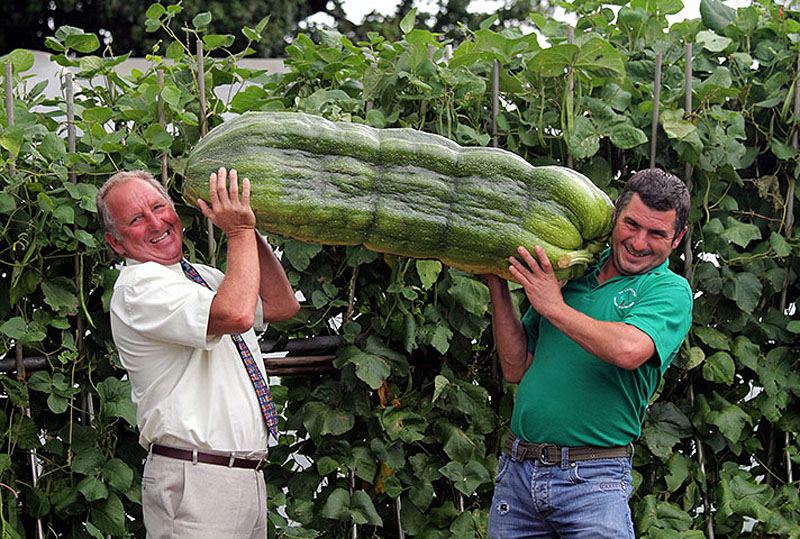Овощи-гиганты