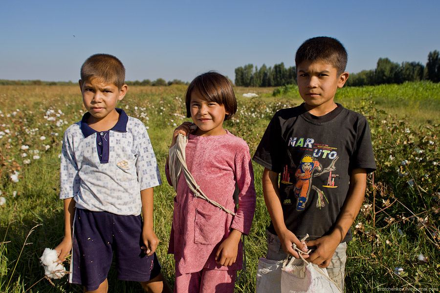 Сбор хлопка в Узбекистане