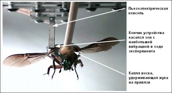 Нещадно эксплуатируемый жук в процессе тестирования технологии (фото Aktakka, et al.).
