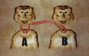 monkey transplant diagram
