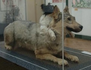Собака Демихова в латышском музее