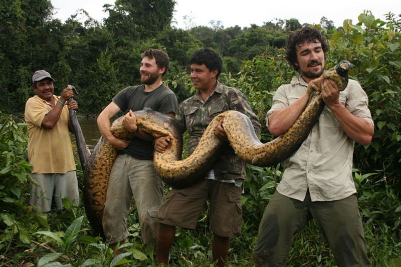 В лесах Южной Америки поймана гигантская анаконда