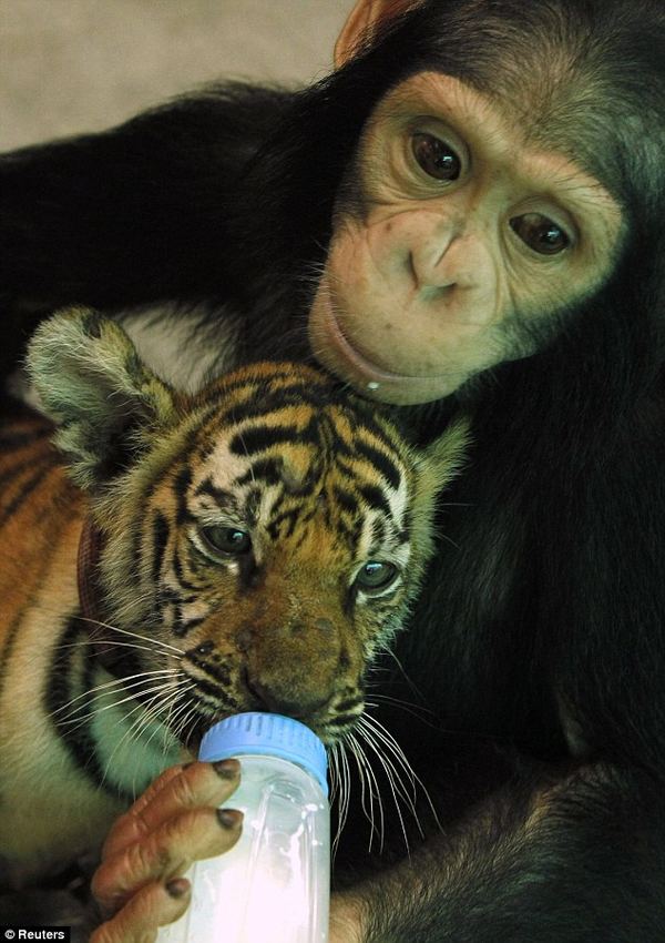 Шимпанзе заменила кормящую маму двухмесячному тигрёнку