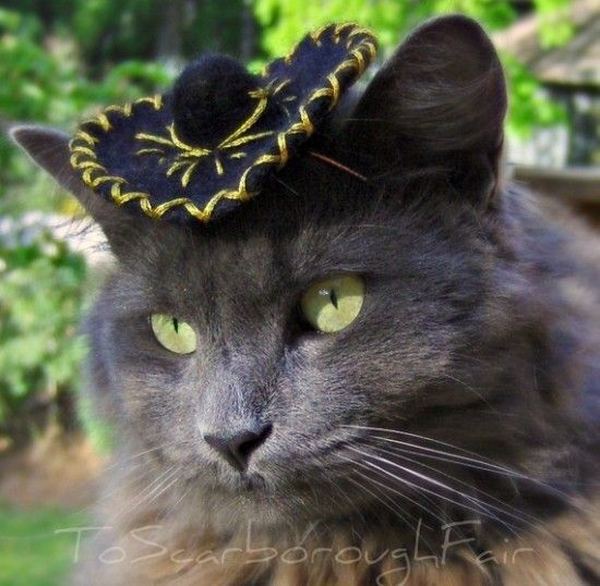 Модные шляпки для кошек