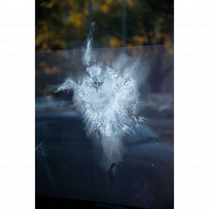 Трафареты птиц на стеклах автомобилей
