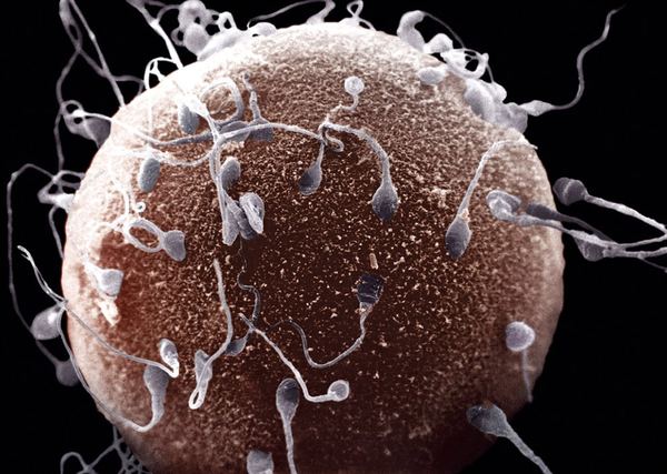 10 фактов о сперматозоидах