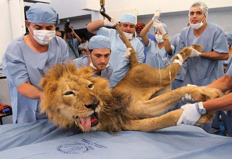 Львиный стоматолог