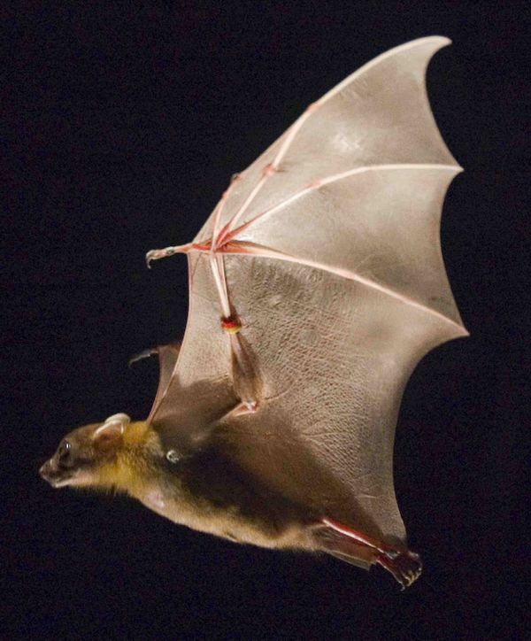 Летучая мышь в полёте (фото авторов исследования).