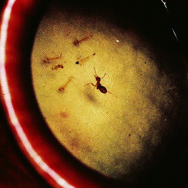 Муравей Camponotus schmitzi ныряет за личинкой комара, оказавшейся в кувшине непентеса.