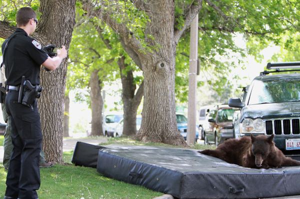 В студенческом городке спасатели сняли медведя с дерева