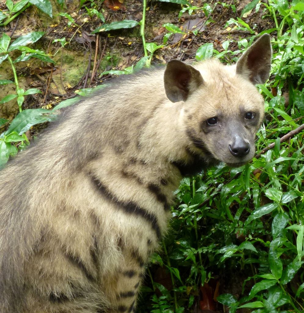 Полосатая гиена (Hyaena hyaena);