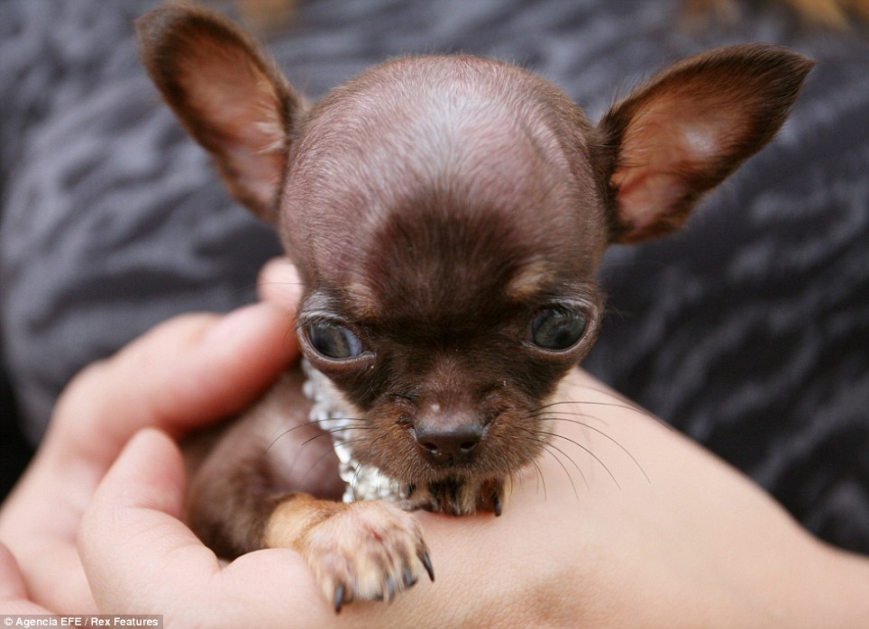 Крошечный чихуахуа Милли возможно, самая маленькая собака в мире
