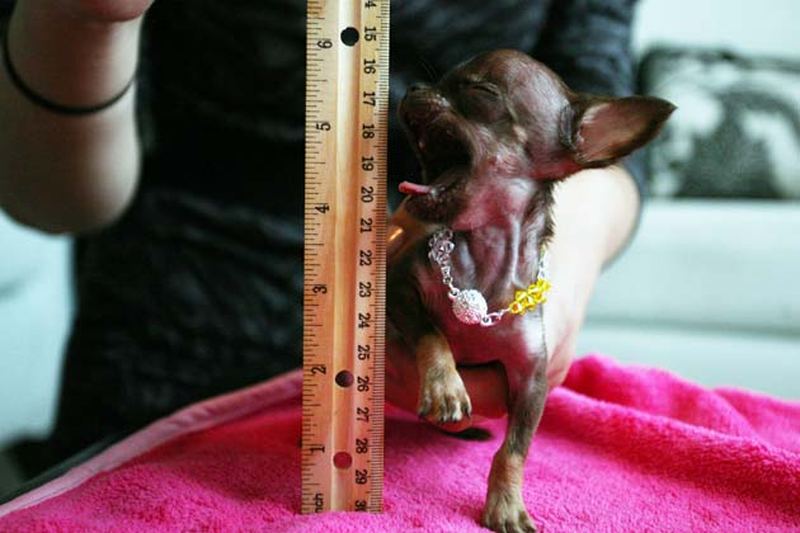 Крошечный чихуахуа Милли возможно, самая маленькая собака в мире