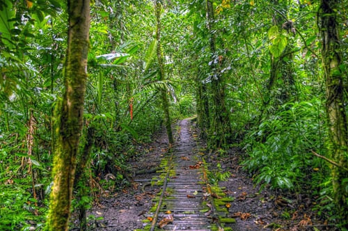 В джунглях Амазонки обнаружен организм поглощающий пластик