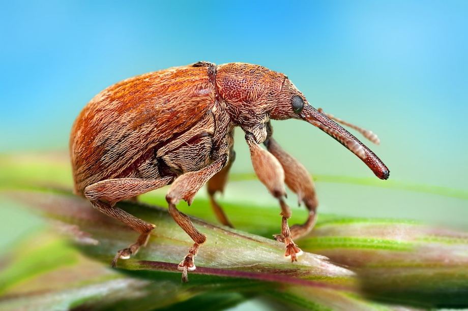 Макроснимки насекомых от Ондрей Пакан