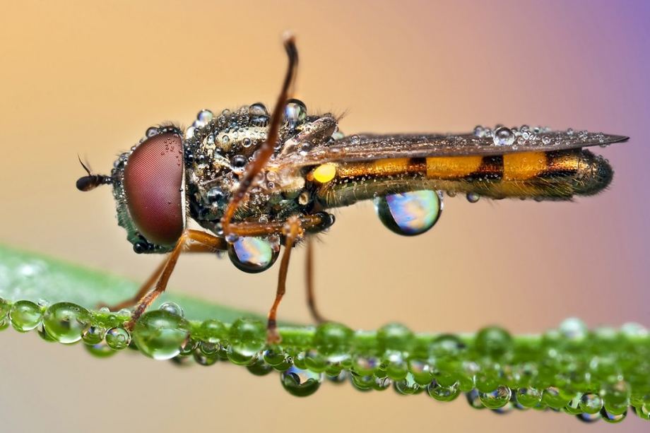 Макроснимки насекомых от Ондрей Пакан