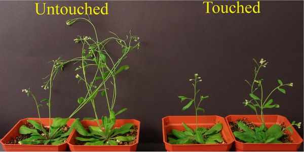 Растения Arabidopsis thaliana: слева — те, к которым не прикасались, справа — терпевшие механическое раздражение (фото авторов исследования).