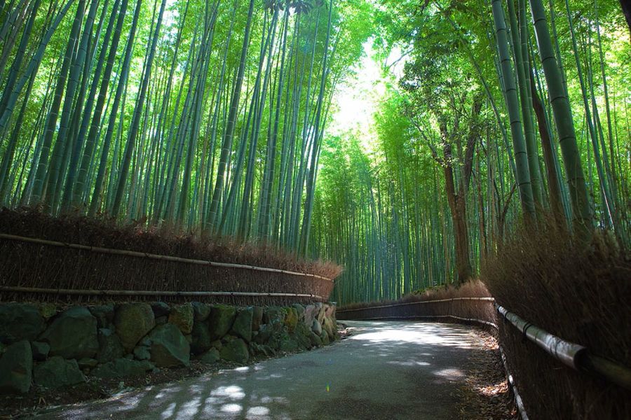 Бамбуковая роща в предместье Киото, Япония