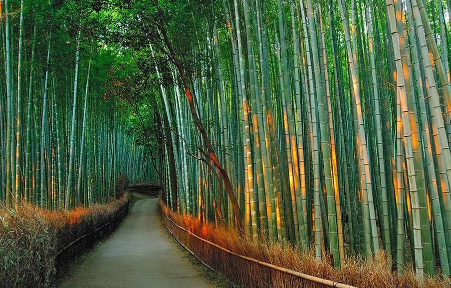Бамбуковая роща в предместье Киото, Япония