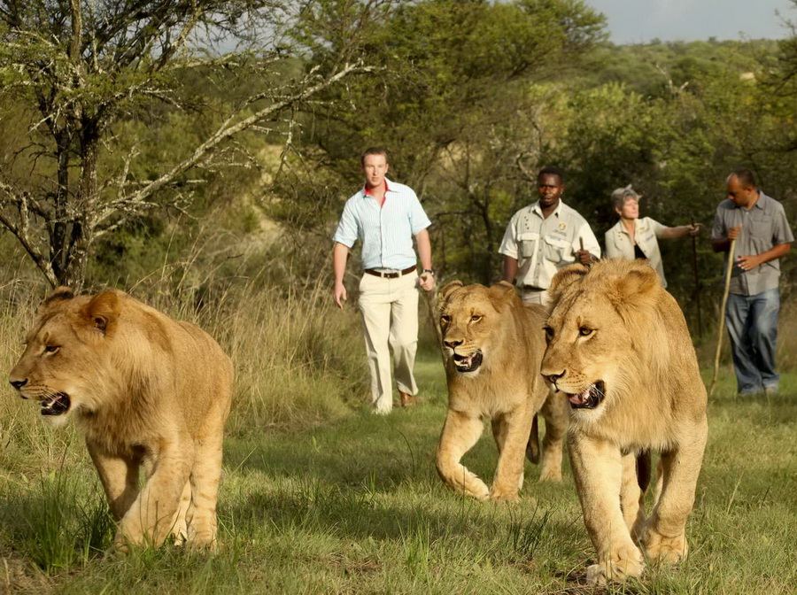 Опасная прогулка с редкими львами... удерживая их за хвост 