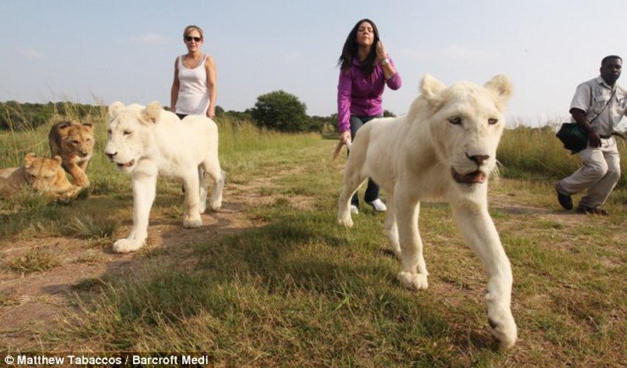 Опасная прогулка с редкими львами... удерживая их за хвост 