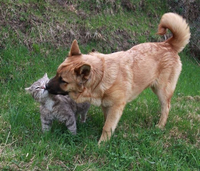 Неразлучные друзья пес Булька и кот Платон