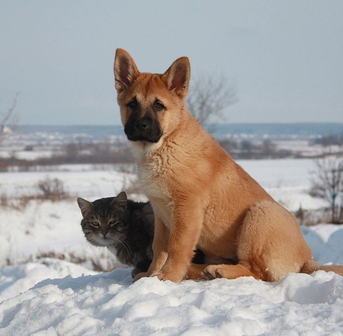 Неразлучные друзья пес Булька и кот Платон