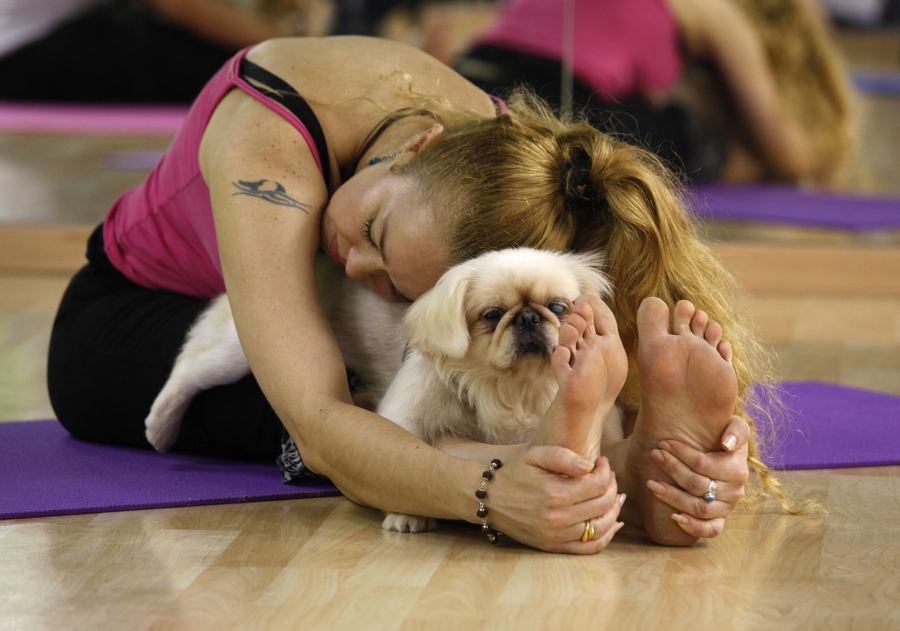 Дога-йога - новомодная зарядка для людей и собак