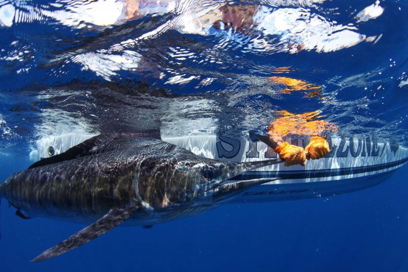 Нападение акулы на марлина стало неожиданностью для фотографа