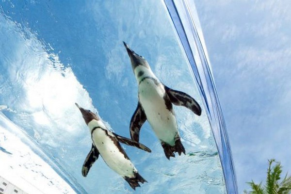 Летающие пингвины в токийском Sunshine Aquarium