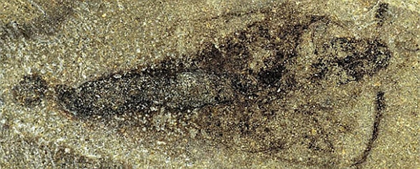 Strudiella devonica (фото dpa).