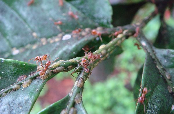 Муравьи Azteca instabilis и стада ложнощитовок Coccus viridis на кофейном дереве 