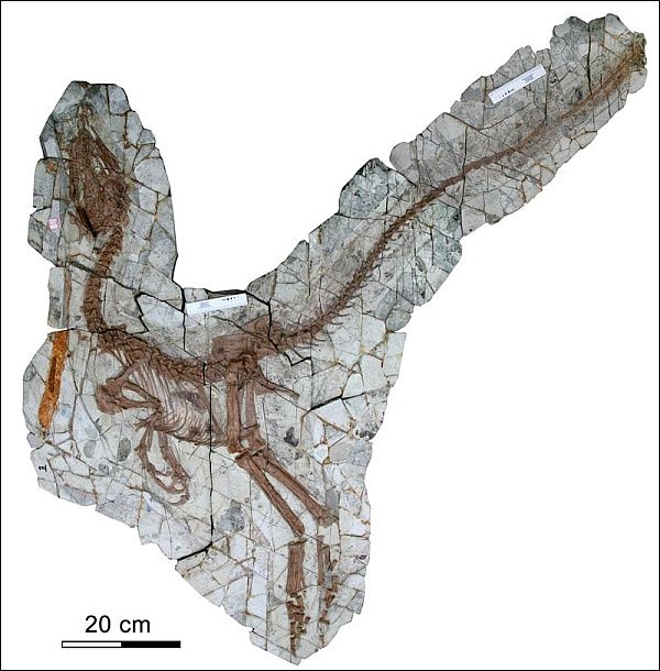 Хищник Sinocalliopteryx gigas имел примерно 2 м в длину и был покрыт примитивными перьями. (Изображение Xing et al.)