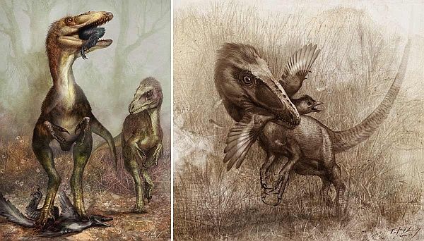 Cодержимое кишечника динозавра Sinocalliopteryx gigas говорит о том, что хищник любил пернатых динозавров Sinornithosaurus (слева) и конфуциосорнисов (справа). (Изображение Cheung Chungtat.)